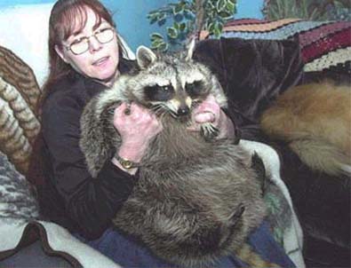 raccoon-75-pounder-pet-deborah-klitsch-pic.jpg